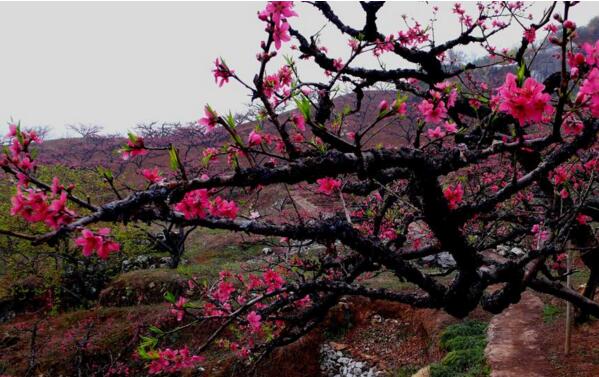 2018连平桃花节时间 3月初是最佳赏花期（附赏花路线）