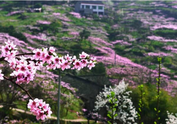 2018年成都龙泉桃花节是几号 2018龙泉桃花开了吗(三月中旬是盛花期)