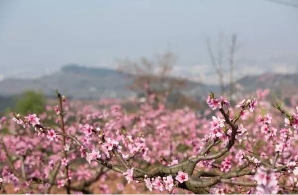 2018年成都龙泉桃花节是几号 2018龙泉桃花开了吗(三月中旬是盛花期)