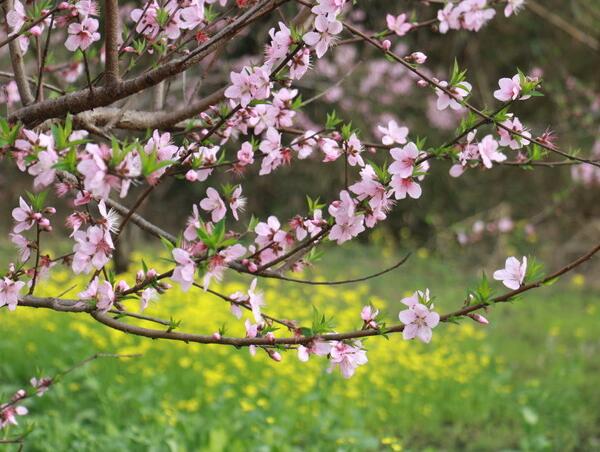 2018恭城桃花节什么时候开始 2018恭城桃花开了吗(又见桃花开)