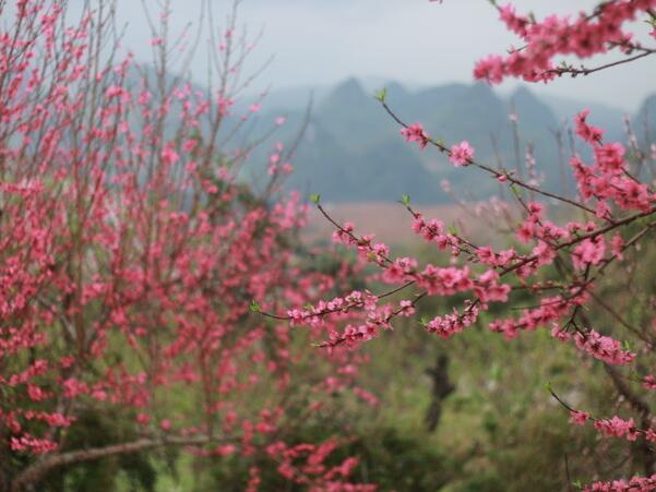 2018恭城桃花节什么时候开始 2018恭城桃花开了吗(又见桃花开)