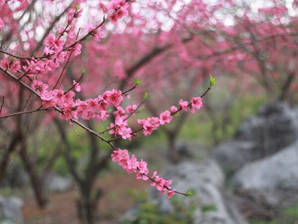 2018恭城桃花节什么时候开始 2018恭城桃花开了吗(又见桃花开)