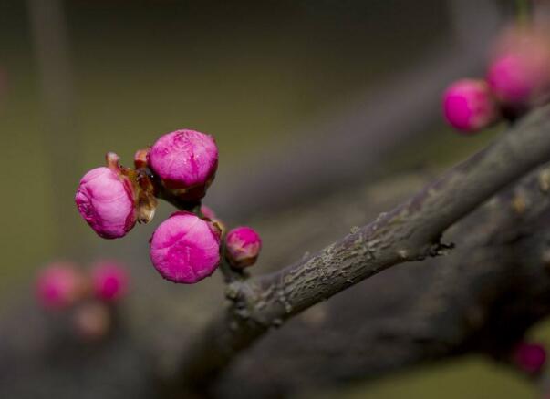 粉色梅花花语是什么，坚强高雅独立和忠贞