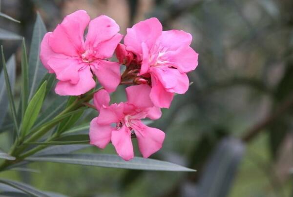 夹竹桃什么时候开花，夹竹桃开花时间6-10月(60年结一次果)