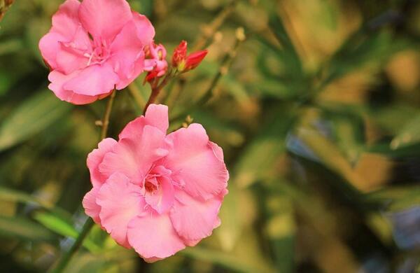 夹竹桃什么时候开花，夹竹桃开花时间6-10月(60年结一次果)