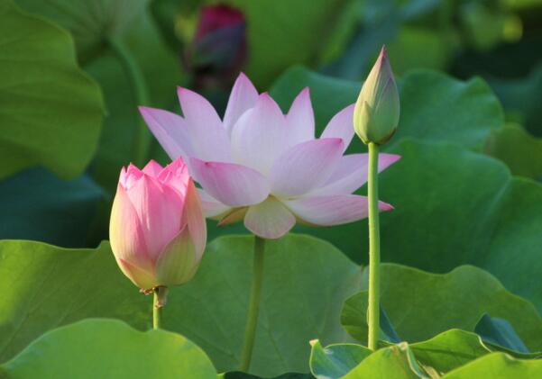 夏天开花的植物有哪些，栀子花/茉莉花/荷花