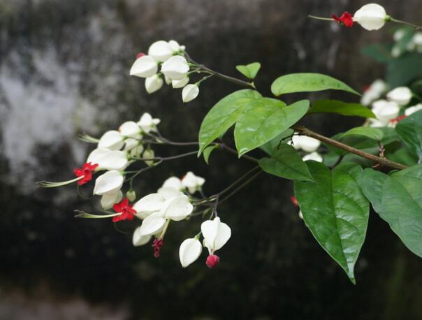 龙吐珠什么时候开花，龙吐珠一年开几次花(花期5-12月)