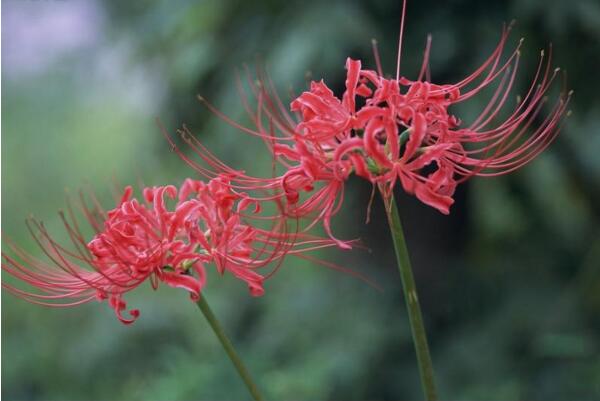 彼岸花的花语是什么 死亡之美