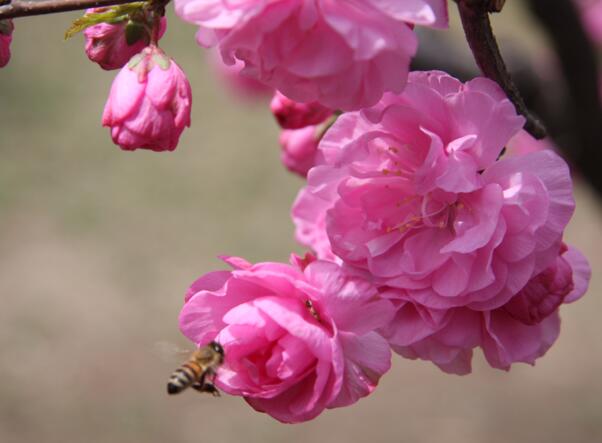 榆叶梅什么时候开花，榆叶梅开花时间3-4月(花期10-15天)