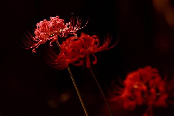 彼岸花什么时候开花 彼岸花不开花的原因(花期夏末秋初)