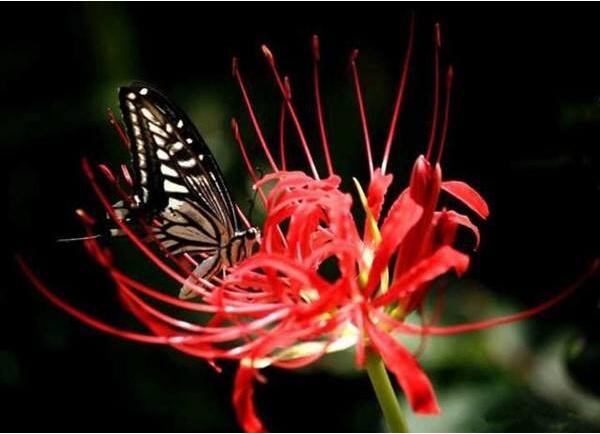 彼岸花碰到血会怎样 彼岸花是一种通灵花(可通往地府)