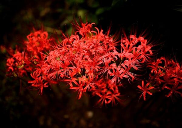 彼岸花碰到血会怎样 彼岸花是一种通灵花(可通往地府)