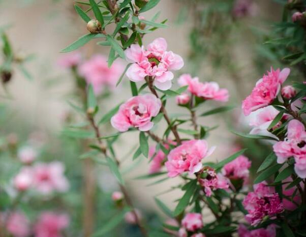 松红梅一年开几次花，松红梅是四季开花的吗(可持续开花6个月)