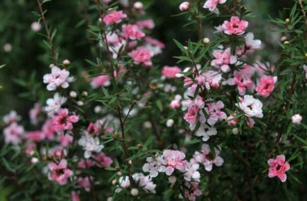 松红梅一年开几次花，松红梅是四季开花的吗(可持续开花6个月)