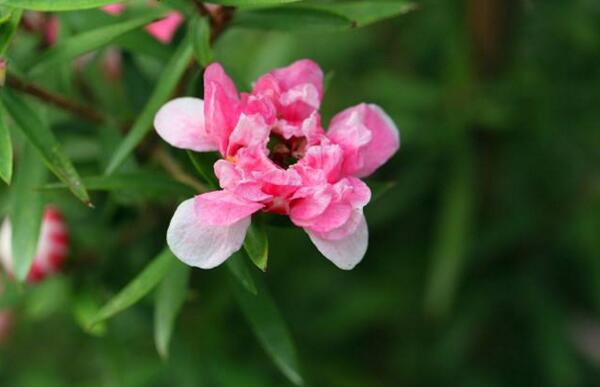 松红梅一年开几次花，松红梅是四季开花的吗(可持续开花6个月)