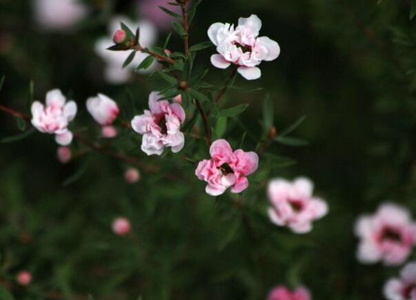 松红梅一年开几次花，松红梅是四季开花的吗(可持续开花6个月)