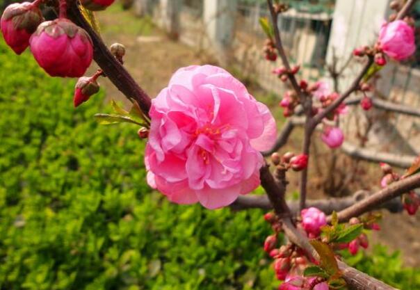 重瓣榆叶梅花语是什么，爱情的俘虏