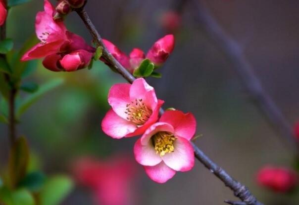 家里养海棠花吉利吗，家里养海棠花好吗