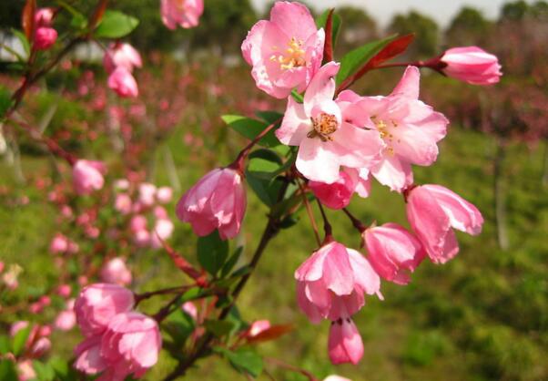 家里养海棠花吉利吗，家里养海棠花好吗