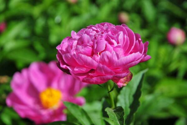 四月开什么花 四月地上开的什么花(4月百花争艳)