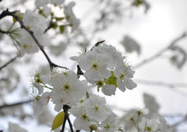 四月开什么花 四月地上开的什么花(4月百花争艳)