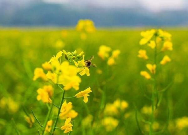 四月开什么花 四月地上开的什么花(4月百花争艳)