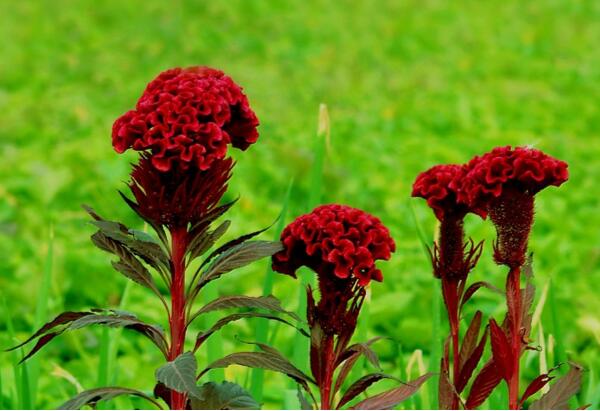 四月开什么花 四月地上开的什么花(4月百花争艳)