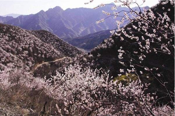 2018杏花什么时候开 农历2月是盛花期(附全国赏花攻略)