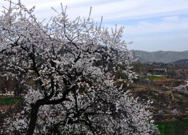 2018杏花什么时候开 农历2月是盛花期(附全国赏花攻略)