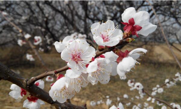 2018杏花什么时候开 农历2月是盛花期(附全国赏花攻略)