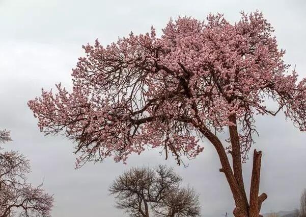 2018杏花什么时候开 农历2月是盛花期(附全国赏花攻略)