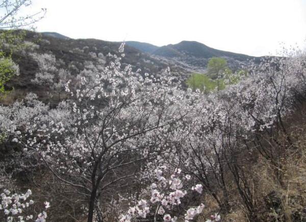 2018杏花什么时候开 农历2月是盛花期(附全国赏花攻略)