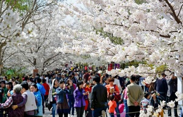 2018北京玉渊潭樱花节时间 北京樱花什么时候开(三月下旬)