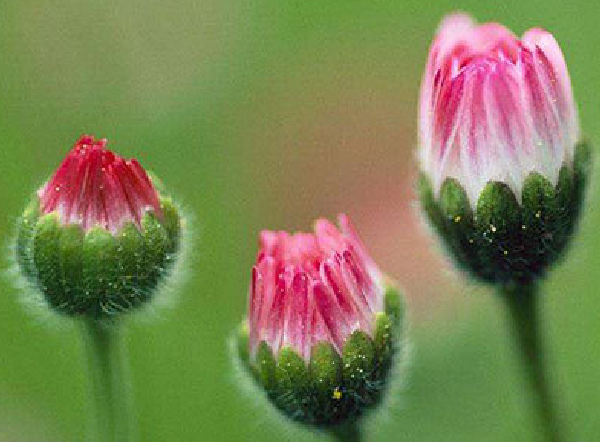 雏菊花种子怎么种 雏菊种子播种后管理（控制好温度和湿度）