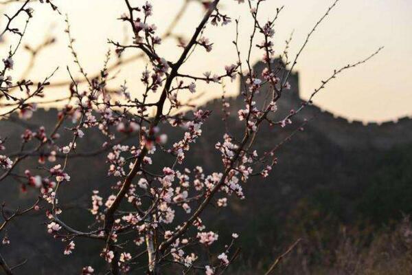 密云杏花什么时候开 密云春季赏花攻略(密云春日百花争艳)