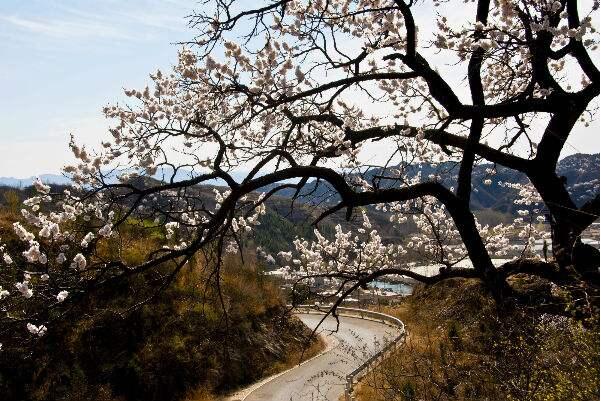 密云杏花什么时候开 密云春季赏花攻略(密云春日百花争艳)