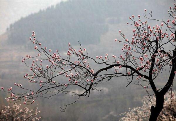 密云杏花什么时候开 密云春季赏花攻略(密云春日百花争艳)