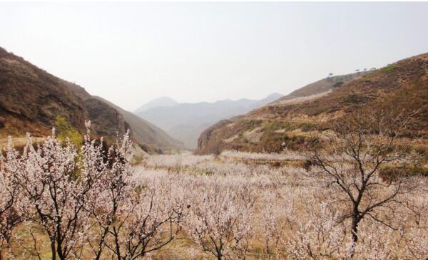 密云杏花什么时候开 密云春季赏花攻略(密云春日百花争艳)