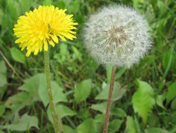 什么花的花语是等待，薰衣草/蒲公英/桔梗/樱花(等待爱情回归)