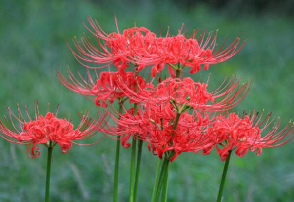 红色彼岸花的花语，来自地狱的召唤(死亡之花)