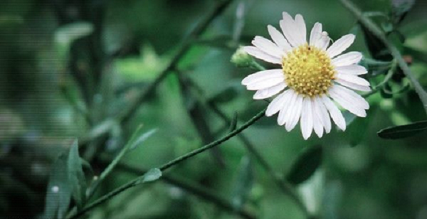 雏菊花怎么养，盆栽小雏菊怎么养（它们都喜欢阳光）