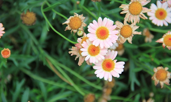 雏菊开花后怎么处理，怎么让雏菊花开得生机勃勃（季节很重要）