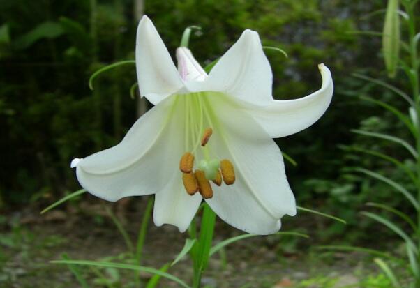 百合花有毒吗，百合花放室内有毒吗(猫误食花粉会致命)