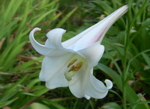 百合花有毒吗，百合花放室内有毒吗(猫误食花粉会致命)