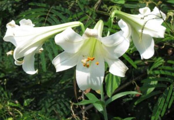 百合花有毒吗，百合花放室内有毒吗(猫误食花粉会致命)