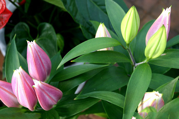 香水百合什么时候开花，香水百合一年开几次花（一年最多开两次）