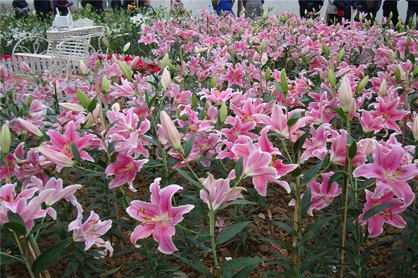 香水百合什么时候开花，香水百合一年开几次花（一年最多开两次）