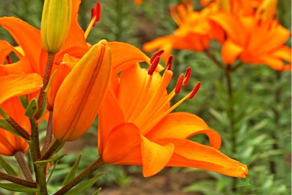 香水百合什么时候开花，香水百合一年开几次花（一年最多开两次）