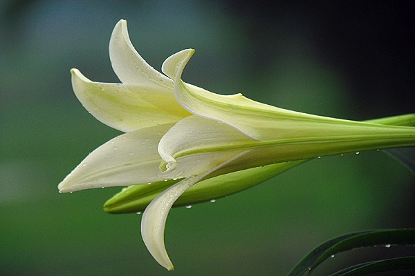 香水百合什么时候开花，香水百合一年开几次花（一年最多开两次）