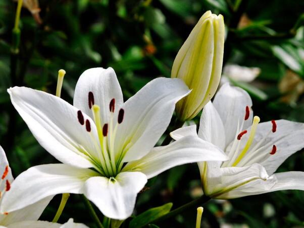 百合开花后怎么处理，百合枝干自然变黄后齐土剪掉